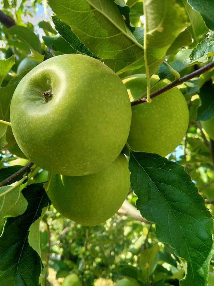 Jus de Pomme Granny Smith bio NATUR'AVENIR 75 cl