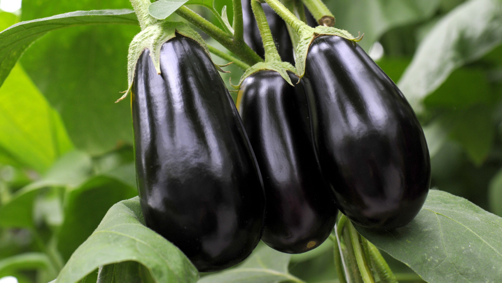 Gourde Purée d'Aubergine bio POPOTE 120 g