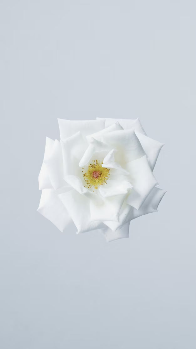 Fondants Parfumés Jasmin - sachet 20 g
