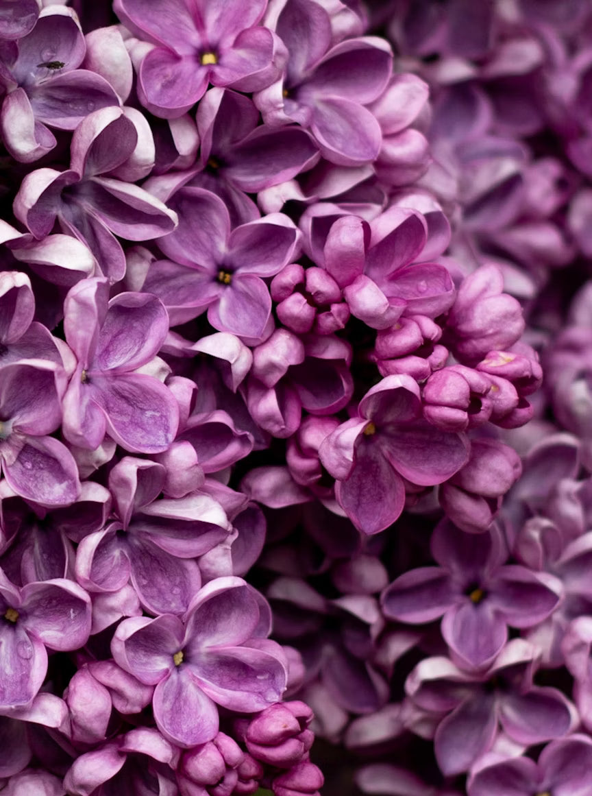 Fondants Parfumés Lilas - sachet 20 g