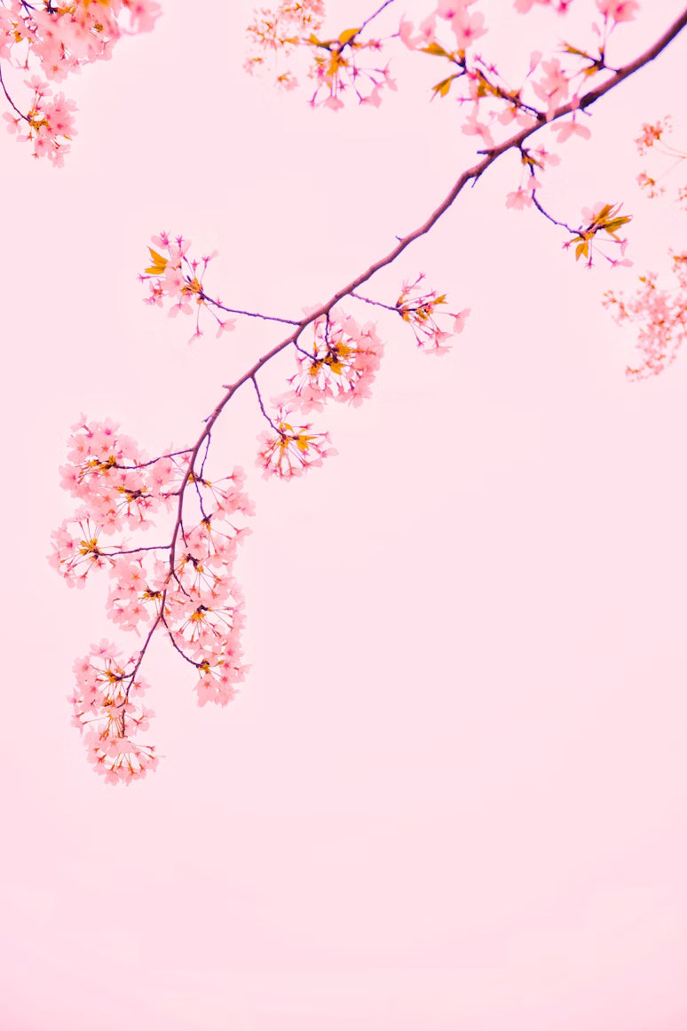 Fondants Parfumés Fleur de Sakura - sachet 20 g